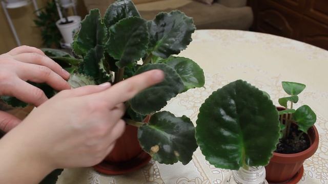 Фиалка. [Надежда и Мир] смотреть онлайн