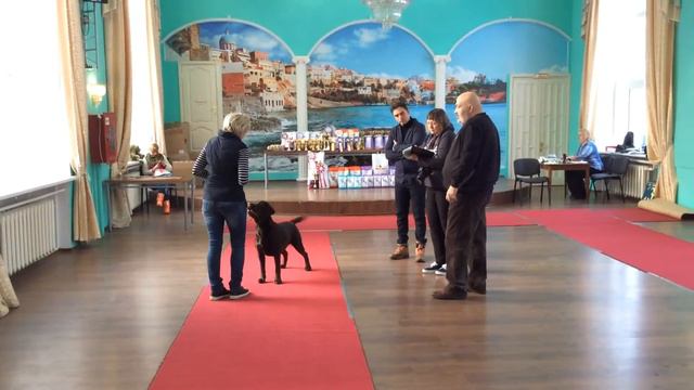 Выставка собак. Тула. 23.01.2016. смотреть онлайн