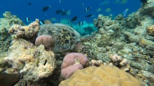 Лучшие бюджетные Мальдивы - 4* Vilamendhoo Island Resort