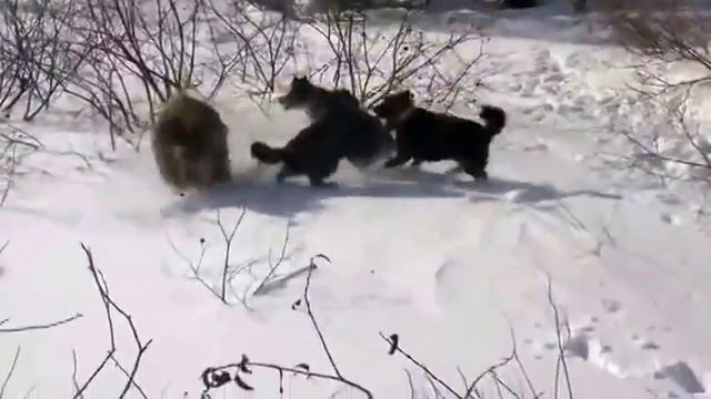 Лайки красиво работают по зверю! Охота на кабана с собаками. смотреть онлайн