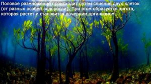 20. Водоросли, их разнообразие и значение в природе Биология 6 класс - Пономарева. Краткий пересказ