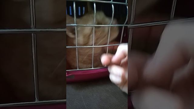 Были с кошкой Апельсинкой в клинике.  Плохо ест. Приют. Петербург