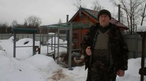 Лечение ожирения печени у кур несушек. Гепатопротекторы. Ветврач рекомендует.