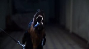 АУФ доберман,  собака, лай