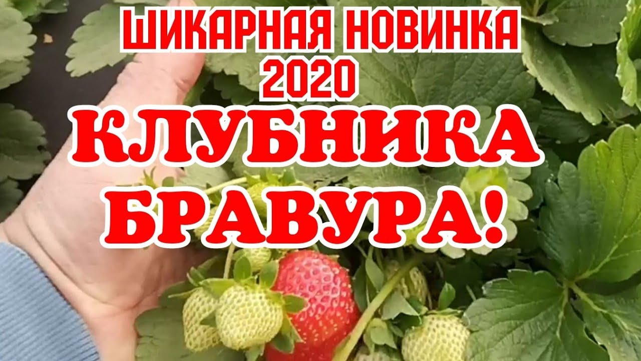 Шикарная новинка 2020г, клубника нсд, БРАВУРА! смотреть онлайн
