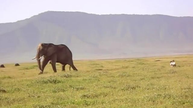 Слон злякався дрохву смотреть онлайн