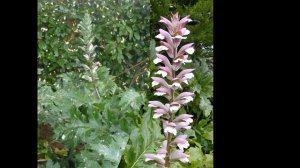 АКАНТ  /ACANTHUS( растения/plants)( HD slide show)!
