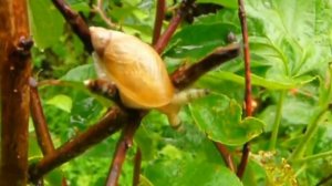 Улитка пораженная червем паразитом