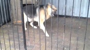 Блохастая  собака