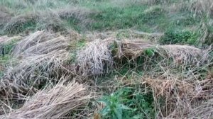 Как жать рожь \ How the rye harvest