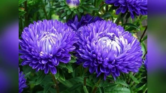 Самые осенние цветы. Хризантемы и астры. Vita_St смотреть онлайн