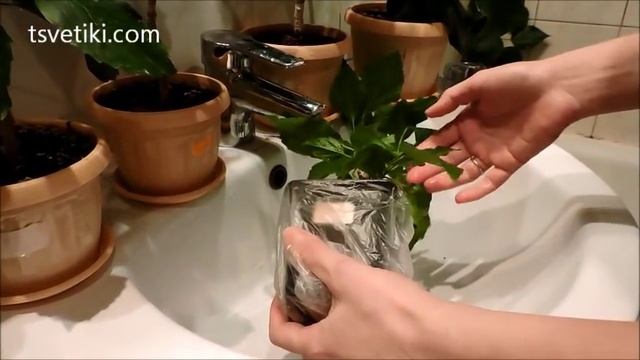 Гибискус уход. Профилактика заболеваний гибискуса и профилактические меры борьбы с вредителями.