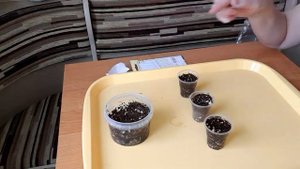 Посев семян филодендрона и фикуса Эдем