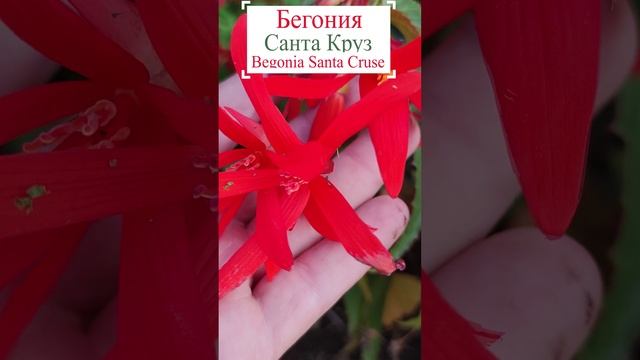 Бегония Санта Круз (Begonia Santa Cruse).