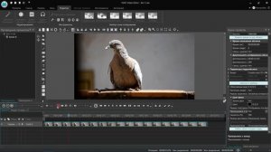 Как сделать видео задом наперед (наоборот). Бесплатный видеоредактор VSDC Free Video Editor