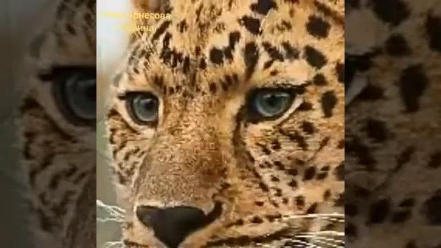 Кошачий взгляд, кошачие повадки…