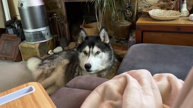 Caring Husky Hurts Himself And Needs Comfort!