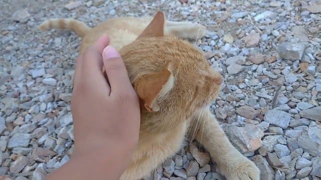 Блог о моем котеэтот блог я посещаю для моего кота??Vlog about my catРыжик?