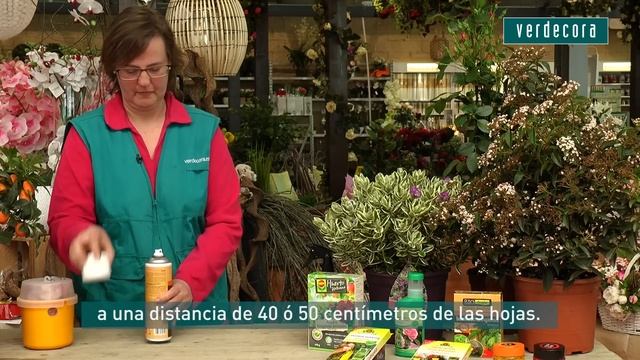 Cómo tratar hongos y plagas de las plantas de jardín | Verdecora смотреть онлайн