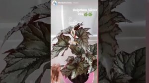 Brantianum I Florida Ghose I Calathea I Fitonia I Anthurium I Syngonium I Eps. 11