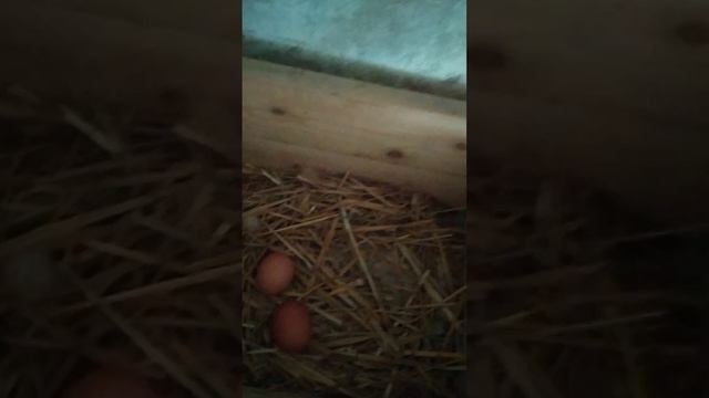 9 яиц от 10 кур. Пришла за яйцами.