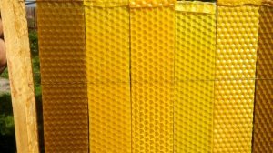 Какую вощину лчше строят пчелки. гр на лист  1 часть