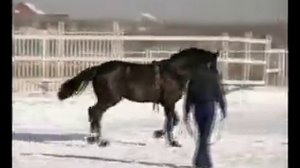 Лошади. Детям про лошадей  - По секрету часть 1