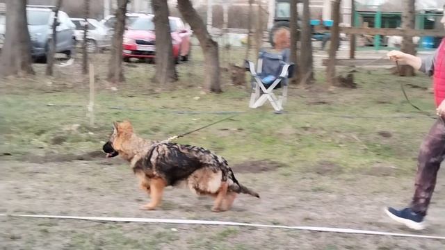 Баларис Чезза ринговая подготовка