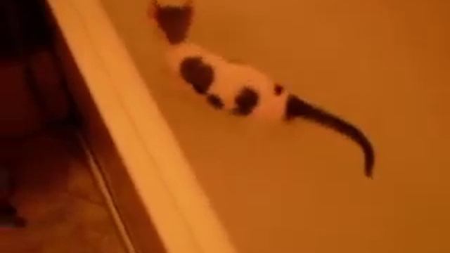 котенок сфинкс купается