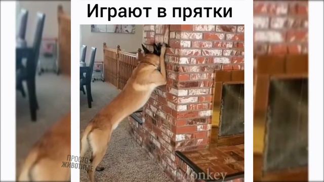 СМЕШНЫЕ ЖИВОТНЫЕ 2020,приколы с котами,ТЕСТ НА ПСИХИКУ попробуй не засмеяться смотреть онлайн