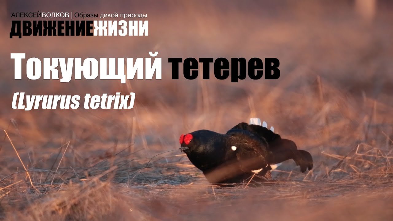 Токующий тетерев