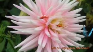 Георгина кактусовая Старс Леди (dahlia cultorum) ? обзор: как сажать, рассада георгины Старс Леди