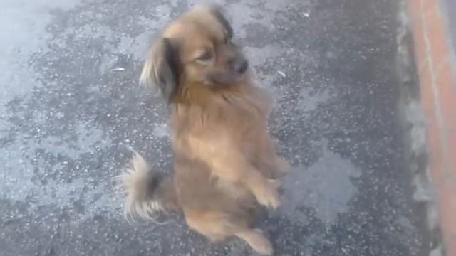 Геленджик рынок.!. Собака смотреть онлайн