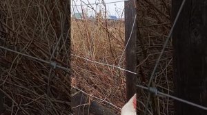 Шарнирная сетка
