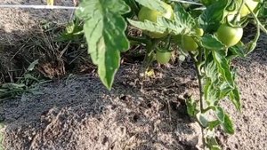 НАТУРАЛЬНОЕ органо- минеральное УДОБРЕНИЕ