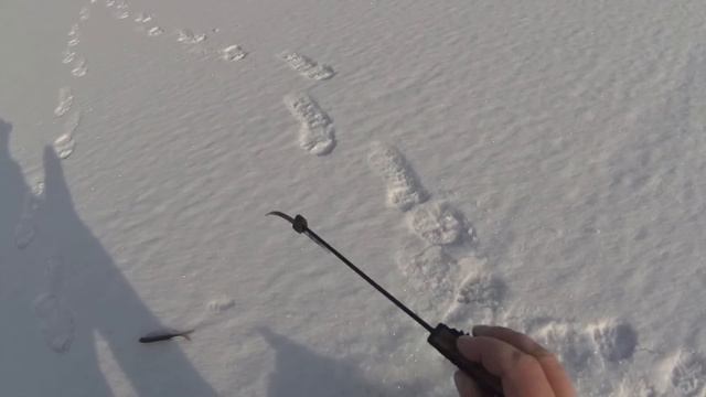 Жадные поклёвки плотвы. Безмотылка смотреть онлайн