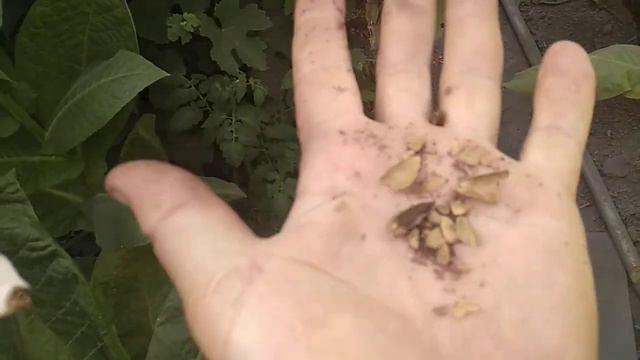 У ВСЕХ ТАБАКОВОДОВ ТАБАК РАЗНЫЙ ! смотреть онлайн