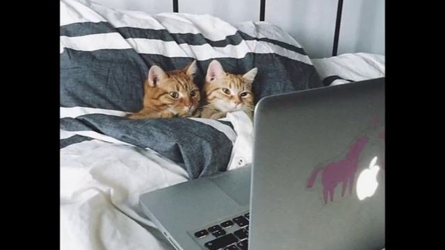 Два рыжих котёнка, найденных в парке смотреть онлайн