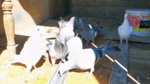 Мои спортивные почтовые голуби/My sporting pigeons