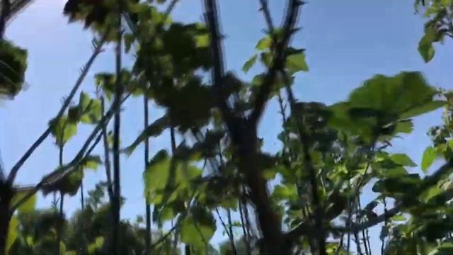 Выращивание красивых деревьев для красивого сада. Микориза для деревьев и кустарников