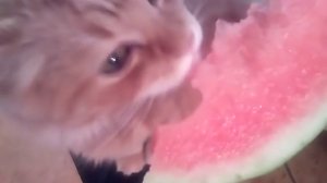 Кот ест арбуз | Cat eating watermelon