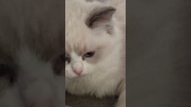 Наша голубоглазая урчалочка кусалочка. Кошечка породы Рэгдолл. смотреть онлайн