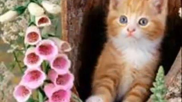 Кошка беспородная