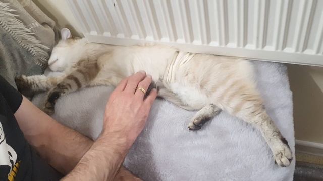 Котоблог дзен