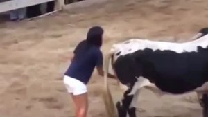 Прикол с быком