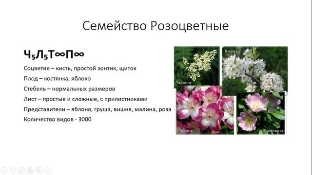 Урок №25 "Характеристика Двудольных"