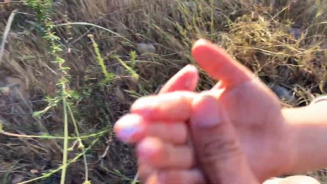 Chalk dudleya - Dudleya pulverulenta — plant identification by kids for kids - смотреть онлайн