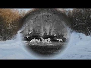 Охота на самца косули с прицелом RikaNV HRS 640 LRF