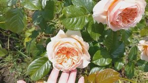 Розы - первогодки от "Розы у Веры" ч.1