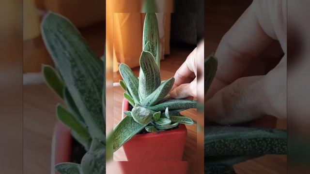 LITTLE WARTY OR GASTERIA SUCCULENT